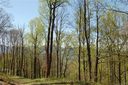 111 Vizsla Way sold home in Waynesville, SC