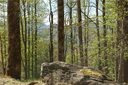59 Vizsla Way sold home in Waynesville, SC