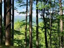 1319 Daydream Ridge Lot 53 sold home in Swannanoa, SC