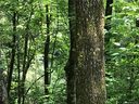 Tbd Indian Lake Road 7 sold home in Lake Toxaway, SC