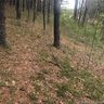 Lot 21 Piccadilly Place sold home in Brevard, SC