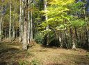 Lot 24 Streamside Drive sold home in Waynesville, SC