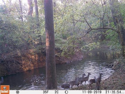 7718 Big Buck Trail