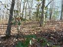 49 Dakota Springs Loop sold home in Zirconia, SC