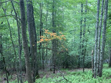 Lot 1 Sassafras Road sold lot in Idlewild, Cedar Mountain, NC