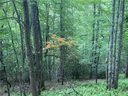 Lot 1 Sassafras Road sold home in Cedar Mountain, SC