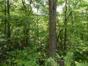 00 Apple Tree Court sold home in Waynesville, SC