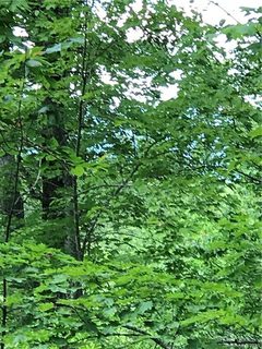 000 Wild Horse Drive 17 sold home in Hidden Lakes, Nebo, NC