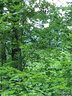 000 Wild Horse Drive 17 sold home in Nebo, SC