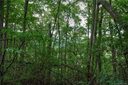00 Connies Cove sold home in Waynesville, SC