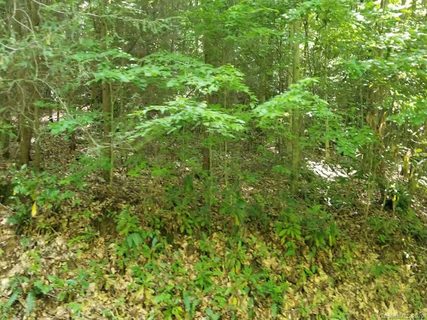51 Cabin Creek Trail