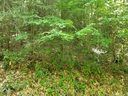 51 Cabin Creek Trail sold home in Mars Hill, SC
