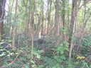 Lot 109 Archie Lane sold home in Monroe, SC