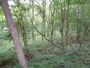 955 Brandywine Road 411 sold home in Waynesville, SC