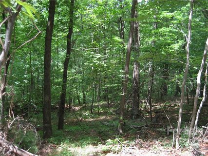 000 Bobcat Trail sold home in Rixhaven, Saluda, NC