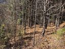 47 Tallwood Road 10 sold home in Leicester, SC