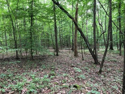 1381 Trotter Circle sold lot in Saratoga, Mount Pleasant, NC