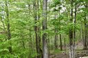 153 Hornbeam Road B/115 sold home in Beech Mountain, SC