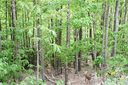 205 Locust Ridge Road C/480 sold home in Beech Mountain, SC