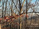 Lot 75 Grants Mountain Road sold home in Marion, SC