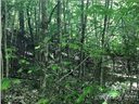Lot 57 Clear Spring Trail sold home in Nebo, SC