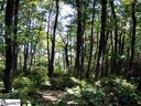 0 Bella Vista Court Cv-Cm-7 Valley, Corbin Mountain, Lot 7 sold home in Zirconia, SC