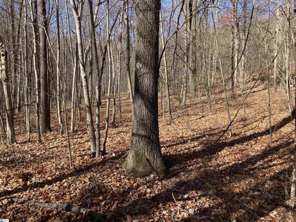 130 Indian Pipe Trail