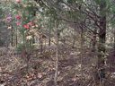 137 E Peninsula Drive sold home in Laurens, SC