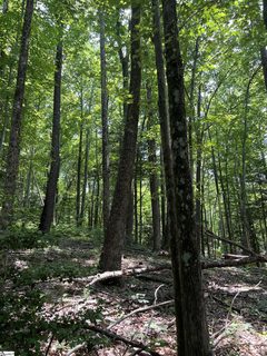 Nightshade Court Lot 204