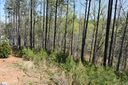 154 Bailey Street sold home in Six Mile, SC