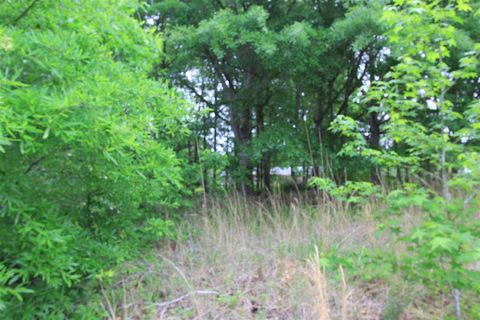 Lot 174 Hawthorn Ave