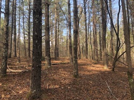 101 Dutchman'S Pipe Trail active home in Cliffs At Keowee Vineyards, Sunset, SC