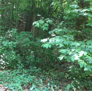 Lot 31 Den Ridge Drive sold home in Fox Run Estates, Walhalla, SC