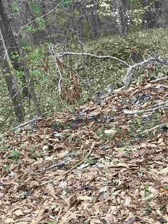 Lot 4 Saluda Road