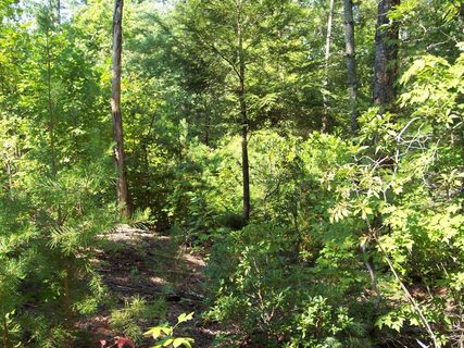 353 Woodmere Drive sold home in Woodmere At Table Rock, Pickens, SC