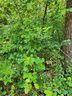 0 Lot 49 Tabor Ramp Road sold home in Westminster, SC