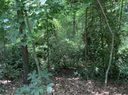 00 Newton Road sold home in Seneca, SC